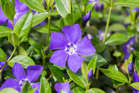 Vinca minor 'Bowles' Bowles Common Periwinkle