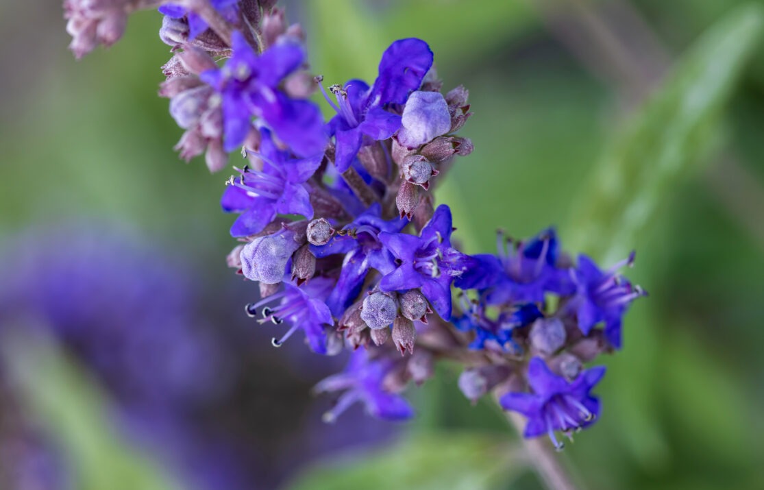 Vitex agnus-castus 'Bailtexthree' PP35,259 Queen Bee® Chastetree 3g