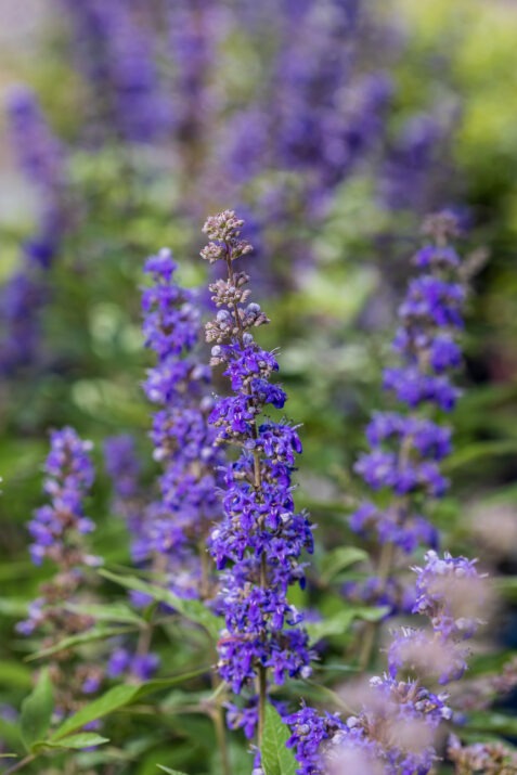 Vitex agnus-castus 'Bailtexthree' PP35,259 Queen Bee® Chastetree 3g