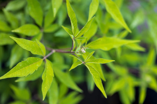 Vitex agnus-castus 'Bailtexthree' PP35,259 Queen Bee® Chastetree 3g