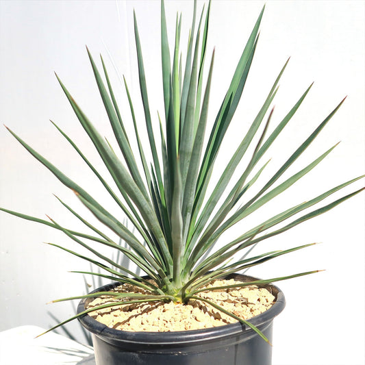 Yucca filamentosa 'Blue Sentry' Blue Sentry Adam's Needle 3g