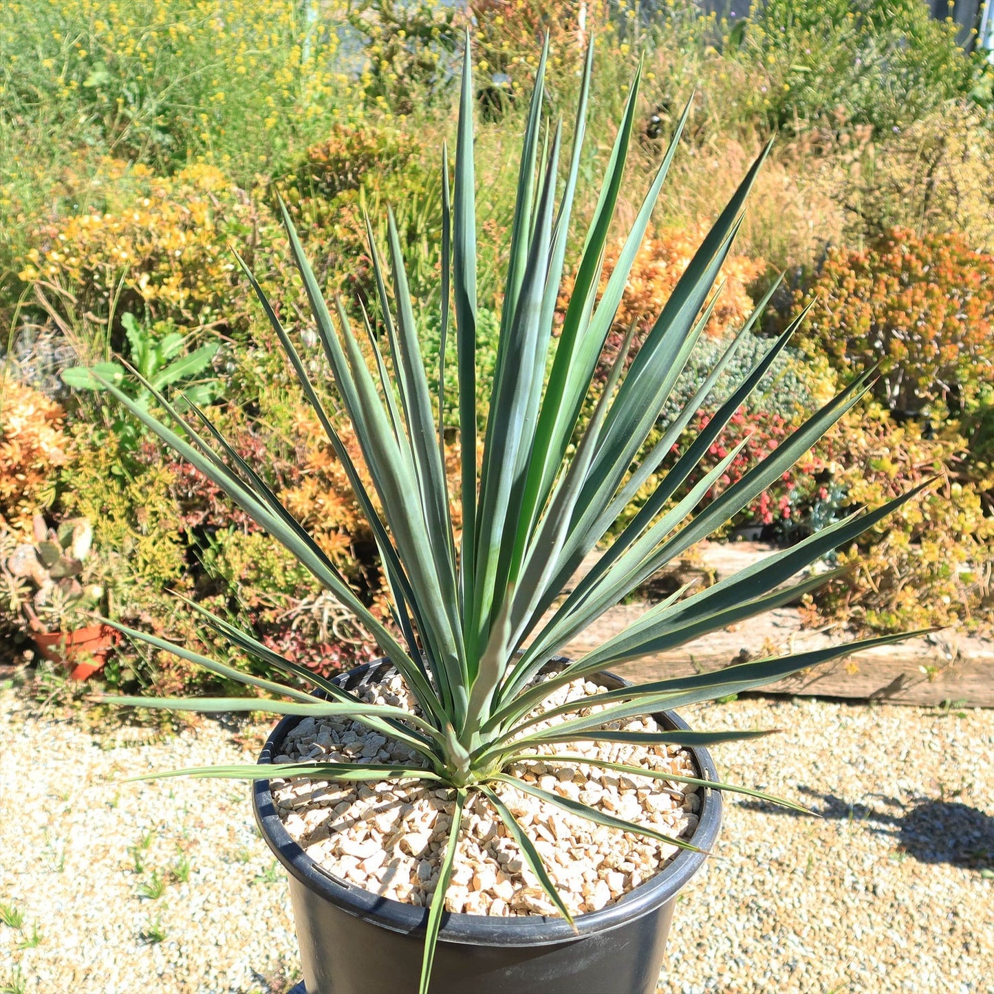 Yucca filamentosa 'Blue Sentry' Blue Sentry Adam's Needle 3g