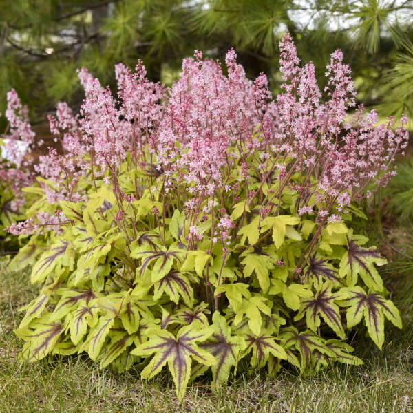Heucherella x PP30532 Fun and Games® 'Eye Spy' Eye Spy Foamy Bells 1 Gallon