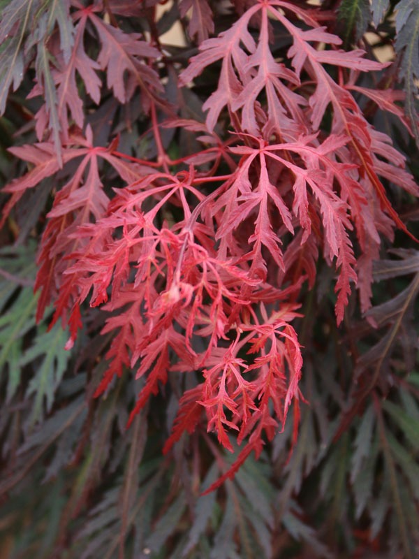 Acer palmatum var. dissectum 'Orangeola' Orangeola Japanese Maple 10g
