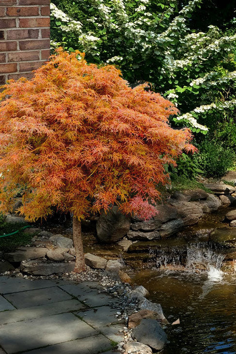 Acer palm. var. dissectum 'Baby Lace' Baby Lace Laceleaf Japanese Maple 5 Gallon STD