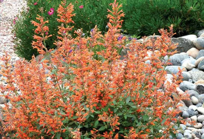 Agastache 'Kudos Mandarin' Kudos™ Mandarin Hummingbird Mint 1g