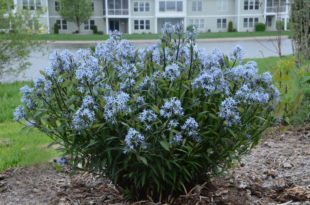 Amsonia tabernaemontana 'Storm Cloud' Storm Cloud Blue Star 1 Gallon