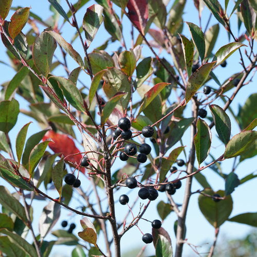 Aronia melanocarpa 'SMNAMPEM' USPP 34,116 Low Scape Snowfire® Aronia 3 Gallon