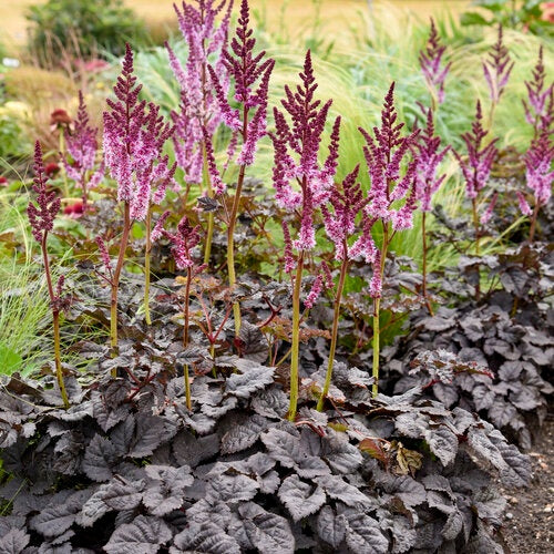 Dark Side of the Moon' Astilbe hybrid USPPAF Dark Side of the Moon Astilbe 2 Gallon