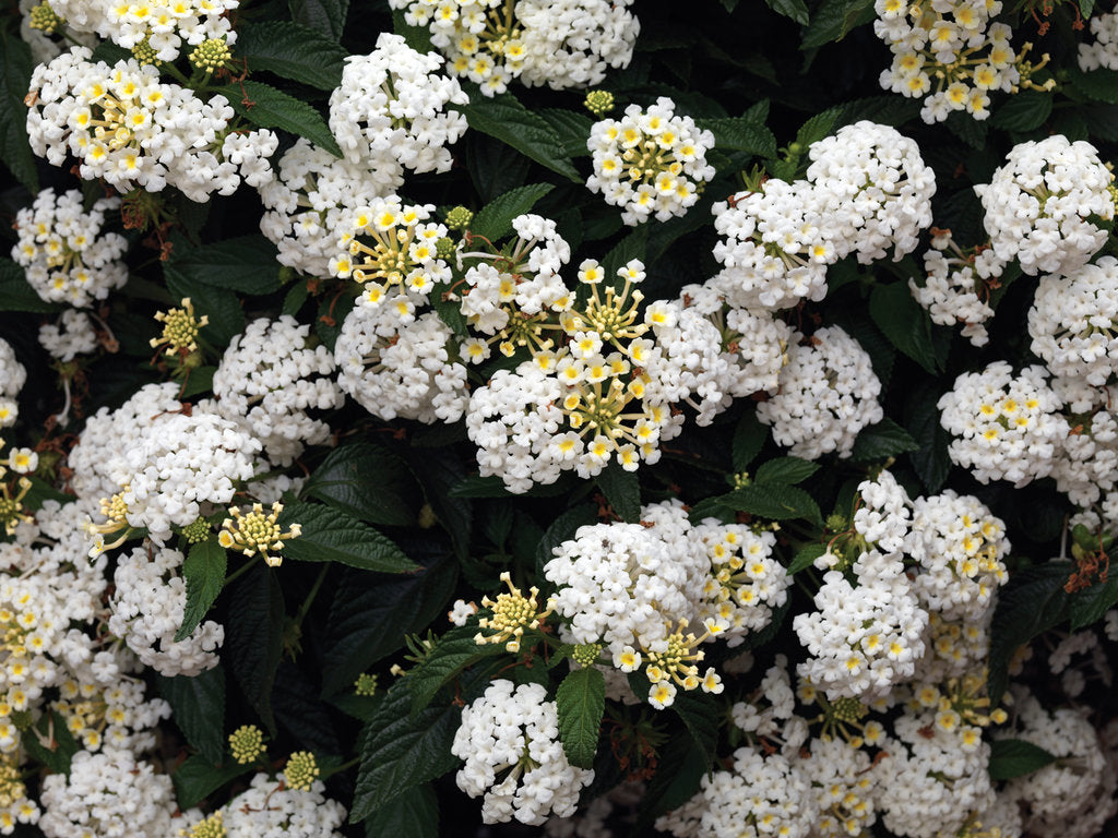 Lantana camara PP21590 Bandana® 'White Bandana® 'White Lantana 1 Gallon