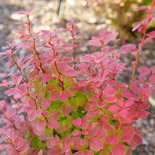 Berberis thunbergii 'NCBT3' PP35050 Sunjoy® Orange Pillar 3g