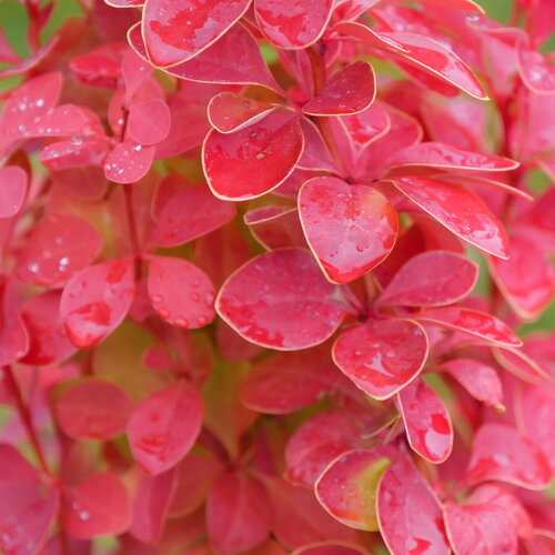 Berberis thunbergii 'NCBT3' PP35050 Sunjoy® Orange Pillar 3g
