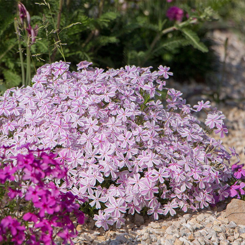 Phlox subulata 'Candy Stripe' Candy Stripe Creeping Phlox PINT