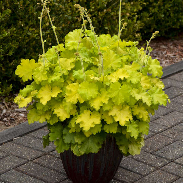 Heuchera 'Lemon Love' PPAF Lemon Love Coral Bells 1 Gallon