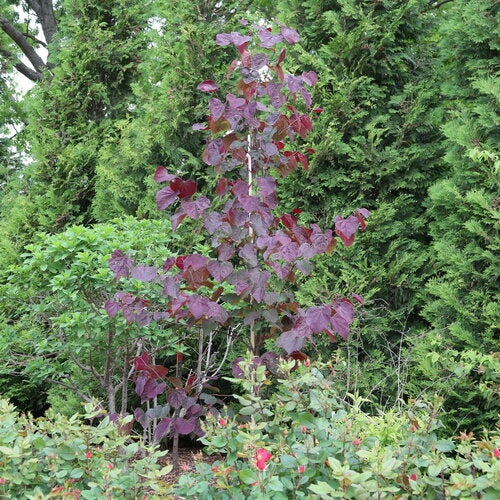 Cercis canadensis Midnight Express® Midnight Express Redbud 15 Gallon