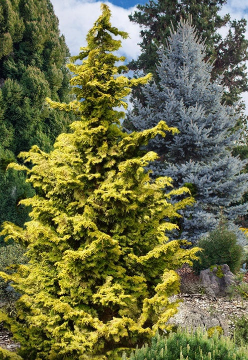 Chamaecyparis obtusa 'Aurea' Golden Hinoki Cypress 10 Gallon