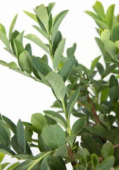 Vaccinium ashei 'Climax' Climax Rabbiteye Blueberry 3g