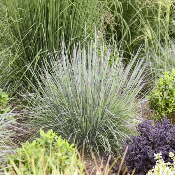 Schizachyrium scop. 'Prairie Blues' Prairie Blues Little Bluestem 1 Gallon