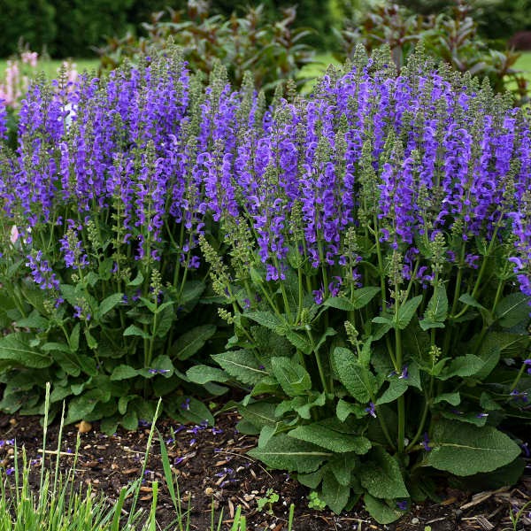 Salvia 'Midnight Model' PP29498 Fashionista® Midnight Model Blue Salvia 1g