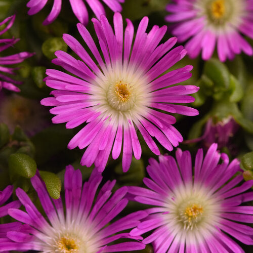 Delosperma hybrida 'Violet Flare' Ocean Sunset™ Violet Flare Ice Plant 1Qt