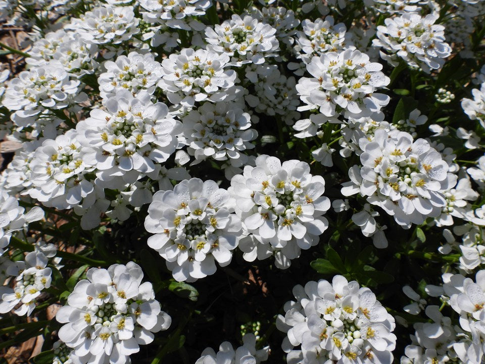 Iberis sempervirens 'Purity' Purity Evergreen Candytuft 1 Gallon