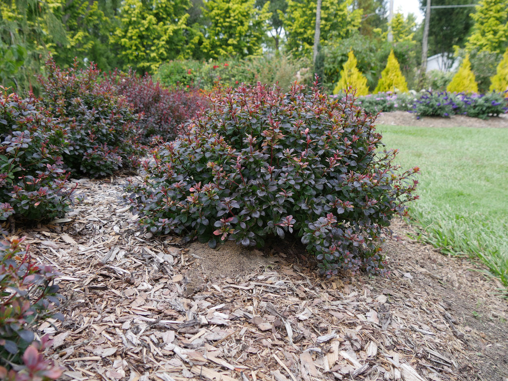 Berberis x 'NCBX1' PP 29504 Sunjoy Todo® Barberry 3 Gallon