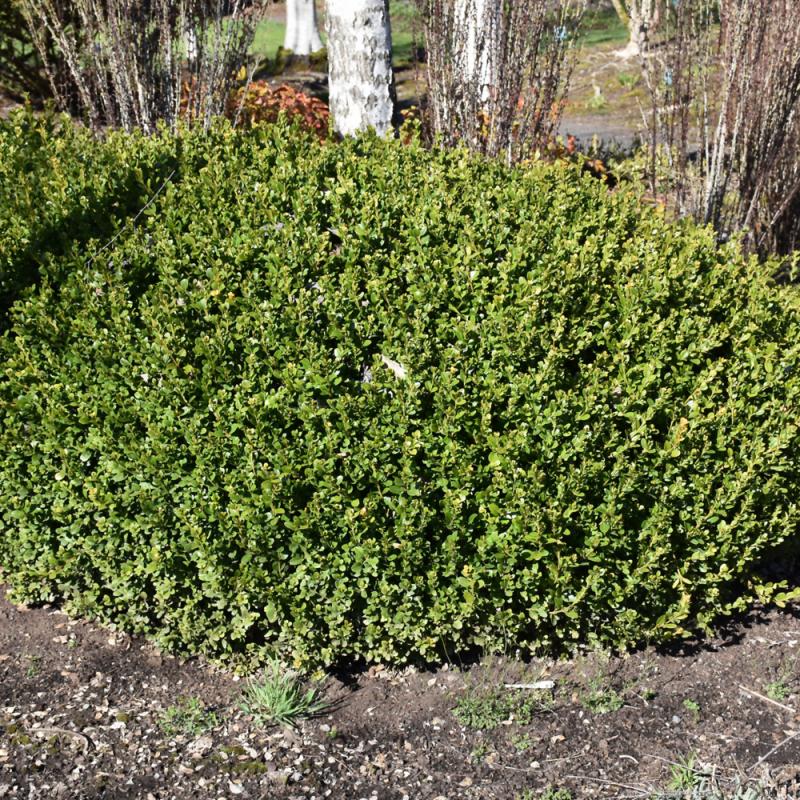 Buxus microphylla var. jap. 'Winter Gem' Winter Gem Boxwood 10 Gallon