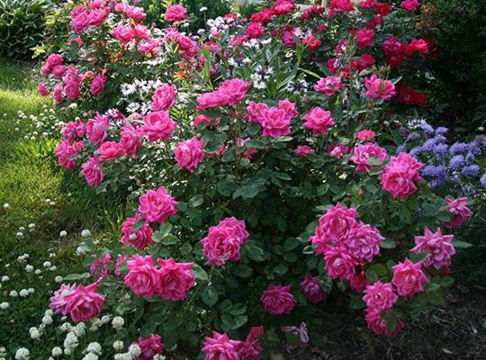 Rosa 'Radtkopink' PP18507 Knock Out® Pink Double Rose 5 Gallon STD