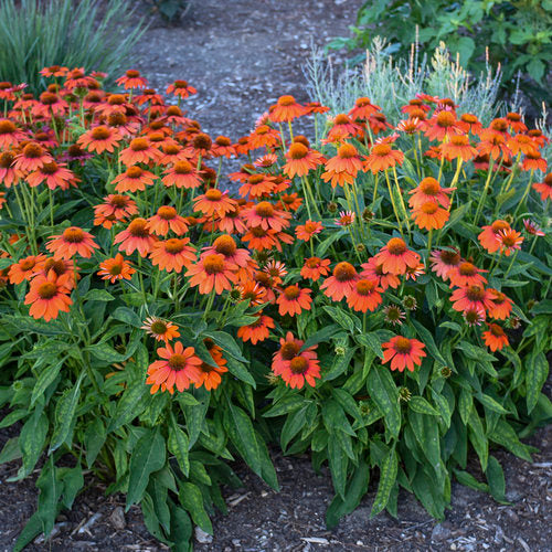 Echinacea x 'Sombrero Adobe Orange' Sombrero™ Adobe Orange Coneflower 1g