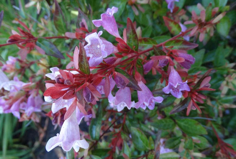 Abelia x grandiflora 'Ed Goucher' 3 Gallon