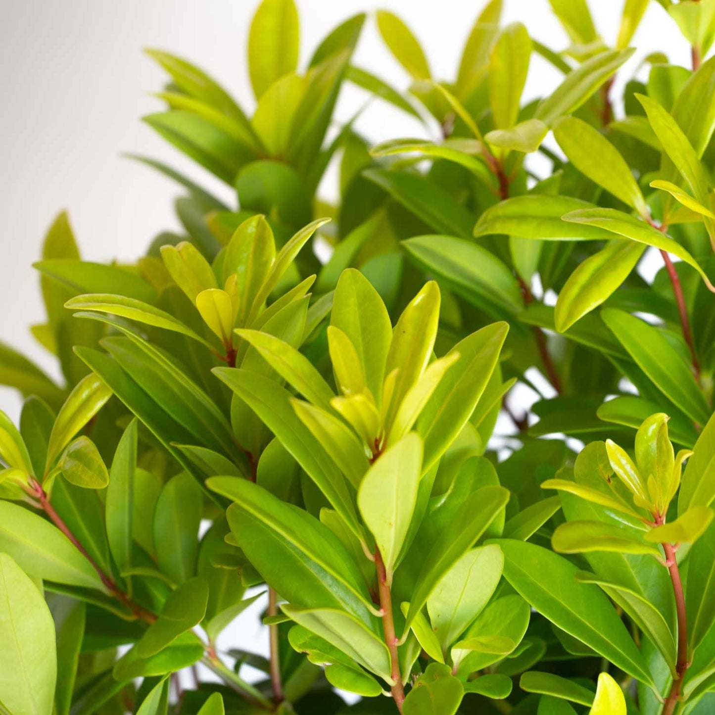 Illicium parviflorum 'Florida Sunshine' Florida Sunshine Anise 3g