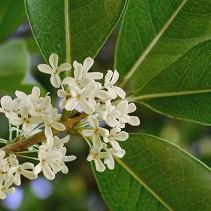 Osmanthus fragrans Fragrant Tea Olive