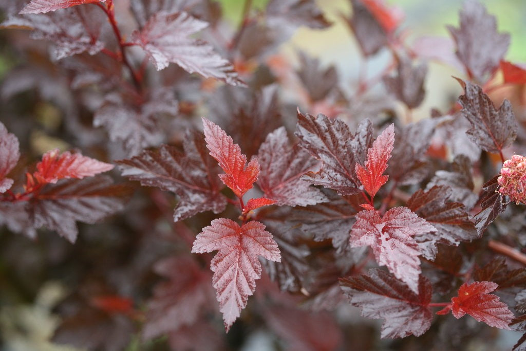 Physocarpus opulifolius 'SMNPOBLR' PP 28695 Ginger Wine® Ninebark 3g