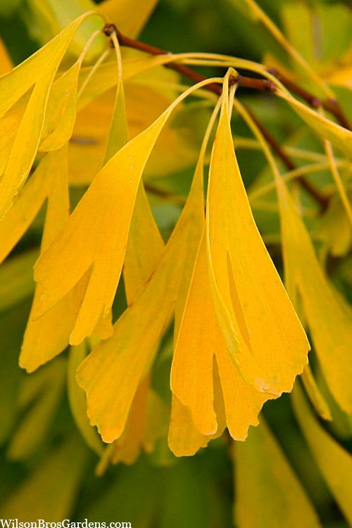 Ginkgo biloba 'Saratoga' Saratoga Maidenhair Tree 10g