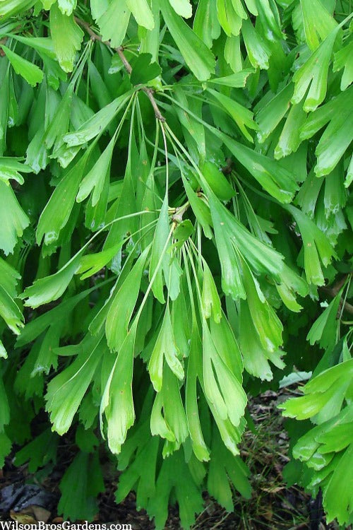 Ginkgo biloba 'Saratoga' Saratoga Maidenhair Tree 10g
