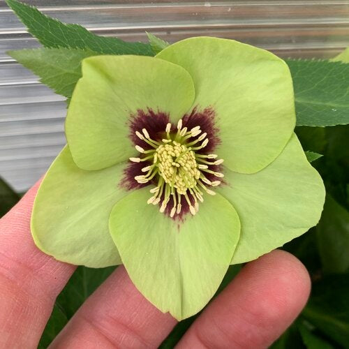 Helleborus x 'Irish Luck' Honeymoon® Irish Luck Lenton Rose 1 Gallon