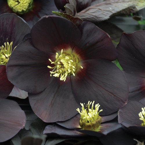 Helleborus x 'New York Night' Honeymoon® New York Night Lenton Rose 1 Gallon
