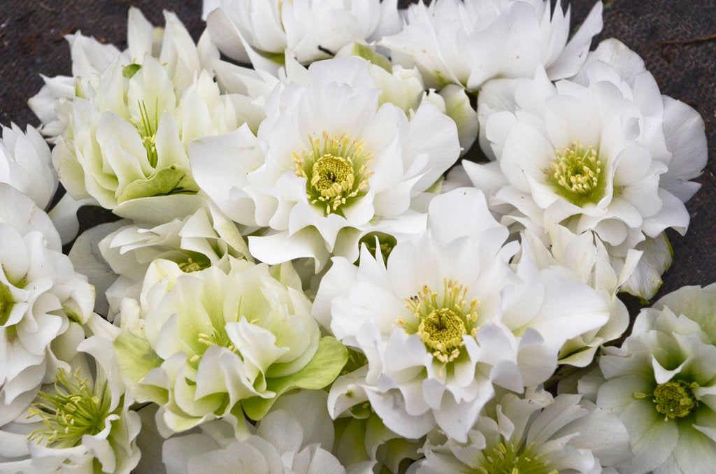 Helleborus x 'Wedding Bells' Wedding Party® Wedding Bells Lenton Rose 1 Gallon