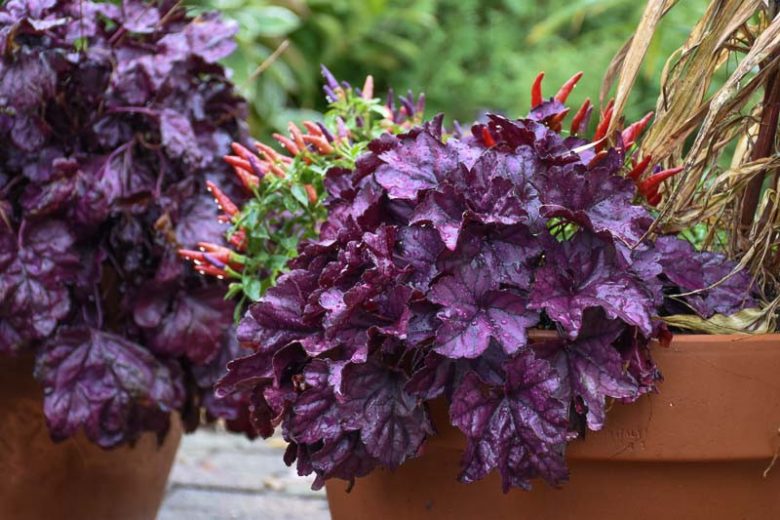 Heuchera x 'Dolce® Wildberry' PPAF Dolce® Wildberry Coral Bells 1g
