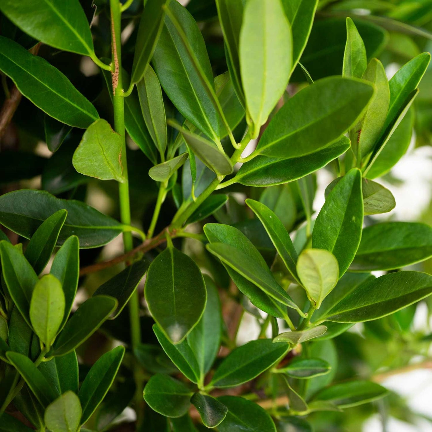 Illicium parviflorum Anise