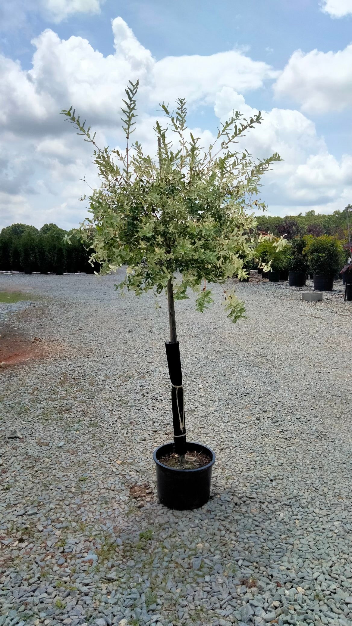 Tri-Color Dappled Willow Tree (Salix integra 'Hakuro-Nishiki')