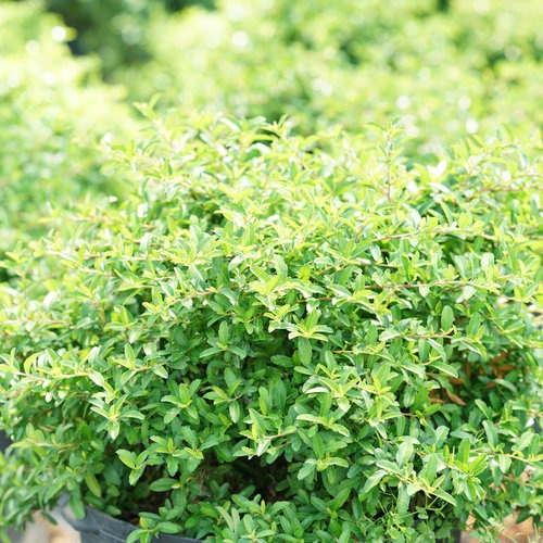 xPyracomeles sp. 'NCXP1' USPP 31409 Juke Box® Pyracomeles 3g