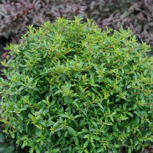 xPyracomeles sp. 'NCXP1' USPP 31409 Juke Box® Pyracomeles 3g