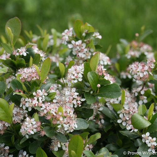 Aronia melanocarpa 'UCONNAM165' PP 28,789 Low Scape Mound® Aronia 3 Gallon