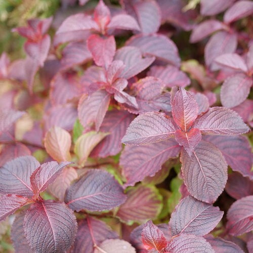 Weigela florida 'Verweig9' PP 35146 Midnight Sun™ Weigela 3g