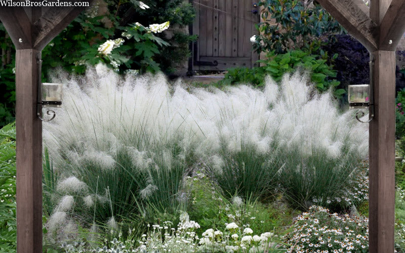 Muhlenbergia capillaris 'White Cloud' White Cloud Muhly Grass 1g