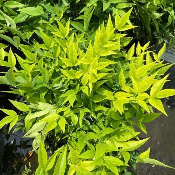 Nandina domestica 'Lemon-Lime' PP24749 Lemon-Lime Nandina 3g