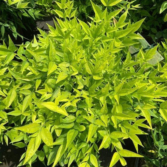 Nandina domestica 'Lemon-Lime' PP24749 Lemon-Lime Nandina 3g