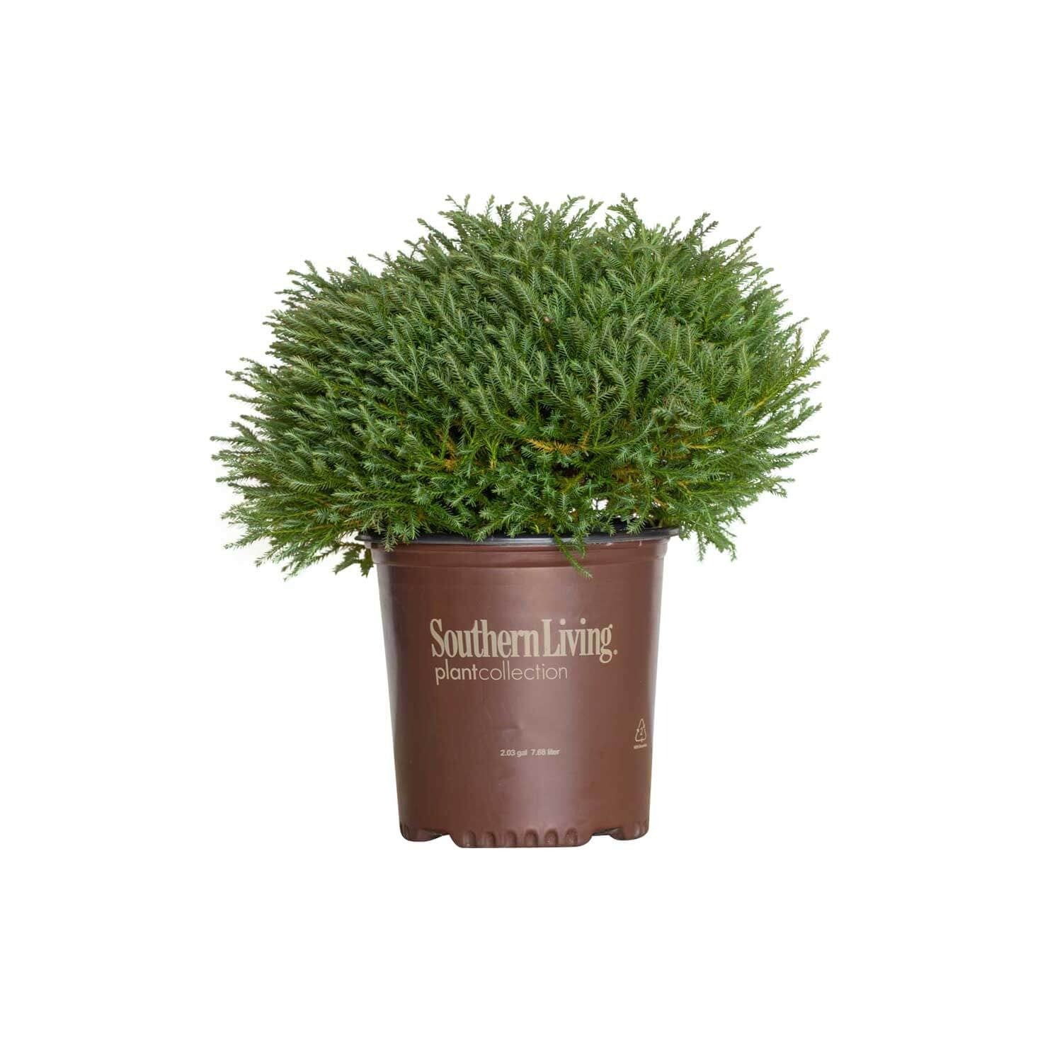 森のウインターツリー　コットン　ほっこり　ふわふわ　ナチュラル　40㎝ Thuja Occidentalis 'Concesarini' PP24013 Pancake™ Arborvitae 3