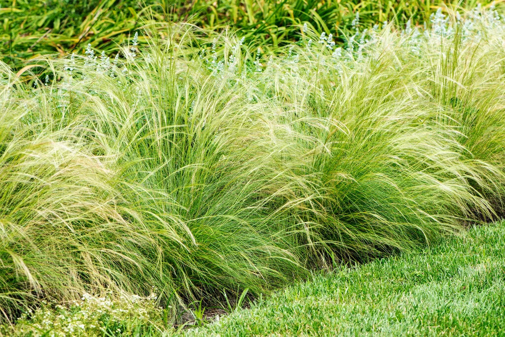 Nassella tenuissima Mexican Feather Grass 1g